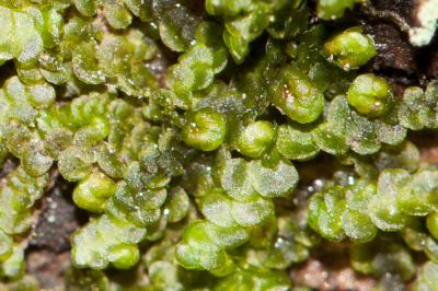  Frullania dilatata (L.) Dumort., 1835