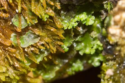  Apopellia endiviifolia (Dicks.) Nebel & D.Quandt, 2016