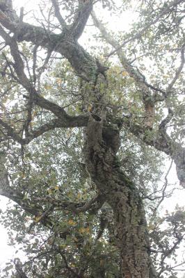 Chêne liège, Surier Quercus suber L., 1753