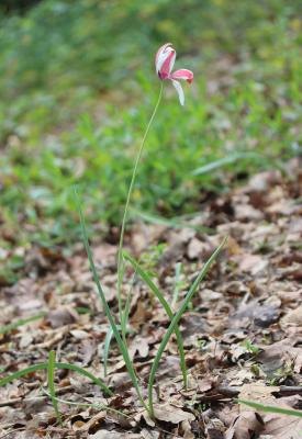 Tulipe de l'Écluse, Tulipe de Perse Tulipa clusiana DC., 1804