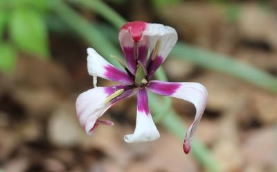 Tulipe de l'Écluse, Tulipe de Perse Tulipa clusiana DC., 1804