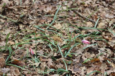 Tulipe de l'Écluse, Tulipe de Perse Tulipa clusiana DC., 1804