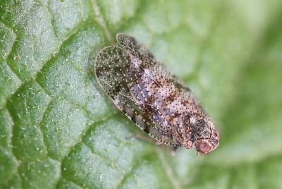  Tachycixius pilosus (Olivier, 1791)