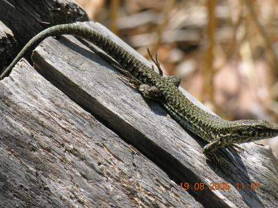 Lézard des murailles Podarcis muralis (Laurenti, 1768)