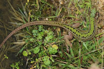 Lézard vert Lacerta bilineata Daudin, 1802