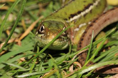 Lézard vert Lacerta bilineata Daudin, 1802