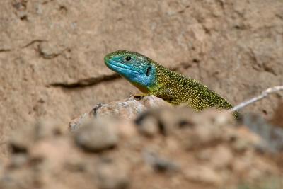 Lézard vert Lacerta bilineata Daudin, 1802