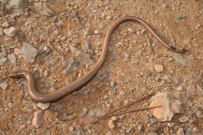 Orvet fragile Anguis fragilis Linnaeus, 1758