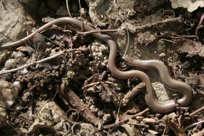Orvet fragile Anguis fragilis Linnaeus, 1758