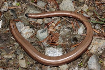 Orvet fragile Anguis fragilis Linnaeus, 1758
