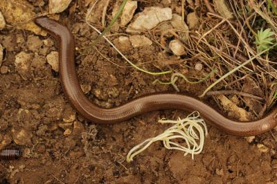 Orvet fragile Anguis fragilis Linnaeus, 1758