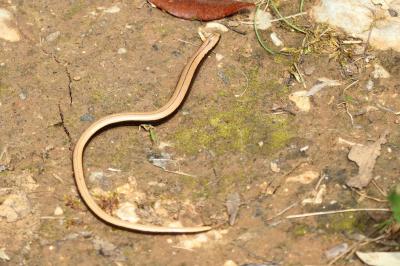 Orvet fragile Anguis fragilis Linnaeus, 1758