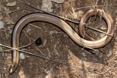 Orvet fragile Anguis fragilis Linnaeus, 1758