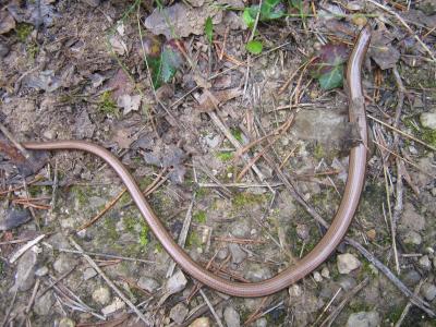 Orvet fragile Anguis fragilis Linnaeus, 1758