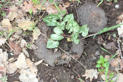 Cyclamen à feuilles de lierre, Cyclamen napolitain Cyclamen hederifolium Aiton, 1789