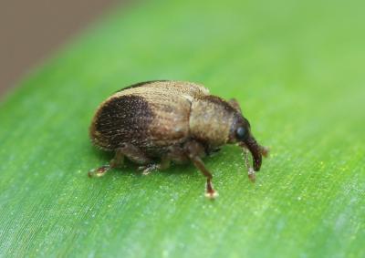  Lignyodes enucleator (Panzer, 1798)