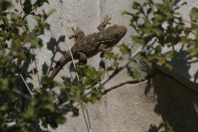 Tarente de Maurétanie Tarentola mauritanica (Linnaeus, 1758)