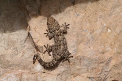 Tarente de Maurétanie Tarentola mauritanica (Linnaeus, 1758)