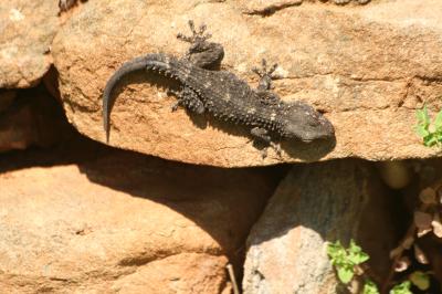 Tarente de Maurétanie Tarentola mauritanica (Linnaeus, 1758)