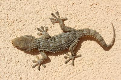 Tarente de Maurétanie Tarentola mauritanica (Linnaeus, 1758)