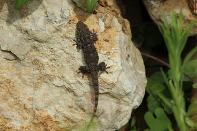 Tarente de Maurétanie Tarentola mauritanica (Linnaeus, 1758)
