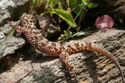 Hémidactyle verruqueux Hemidactylus turcicus (Linnaeus, 1758)