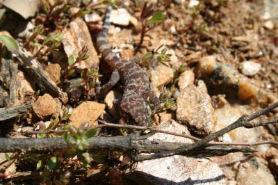 Hémidactyle verruqueux Hemidactylus turcicus (Linnaeus, 1758)