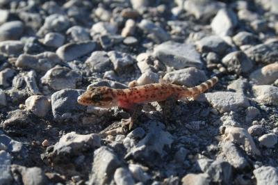 Hémidactyle verruqueux Hemidactylus turcicus (Linnaeus, 1758)