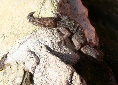 Eulepte d'Europe, Phyllodactyle d'Europe Euleptes europaea (Gené, 1839)