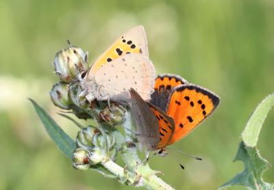 Cuivré commun (Le), Argus bronzé (L'), Bronzé (Le) Lycaena phlaeas (Linnaeus, 1760)