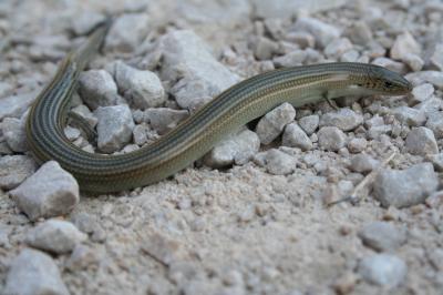 Seps strié Chalcides striatus (Cuvier, 1829)