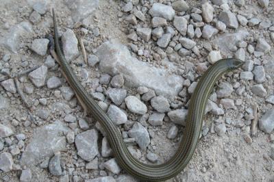 Seps strié Chalcides striatus (Cuvier, 1829)