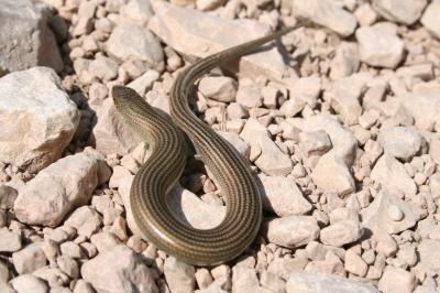 Seps strié Chalcides striatus (Cuvier, 1829)