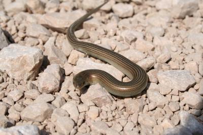 Seps strié Chalcides striatus (Cuvier, 1829)