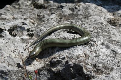 Seps strié Chalcides striatus (Cuvier, 1829)