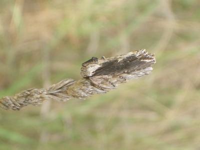 Conspicillaire (La) Egira conspicillaris (Linnaeus, 1758)
