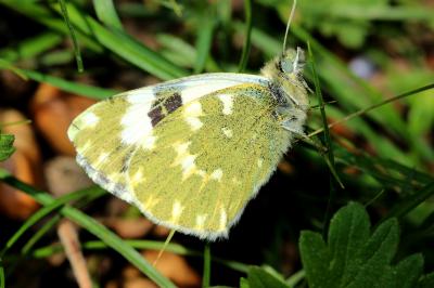 Marbré-de-vert (Le), Piéride du Réséda (La), Marbr Pontia daplidice (Linnaeus, 1758)