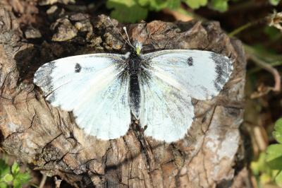 Aurore (L') Anthocharis cardamines (Linnaeus, 1758)