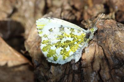 Aurore (L') Anthocharis cardamines (Linnaeus, 1758)