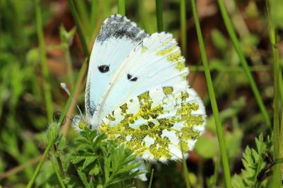 Aurore (L') Anthocharis cardamines (Linnaeus, 1758)