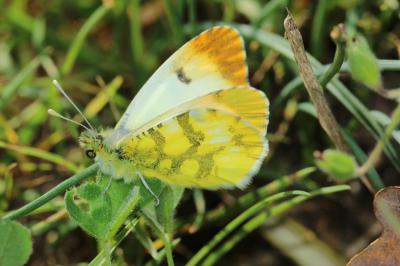 Aurore de Provence (L') Anthocharis euphenoides Staudinger, 1869
