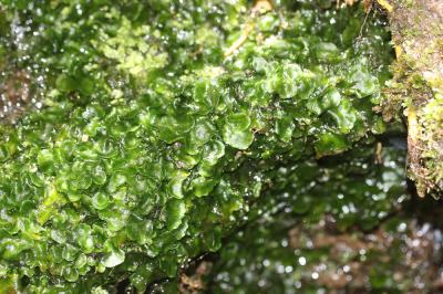  Dumortiera hirsuta (Sw.) Nees, 1833