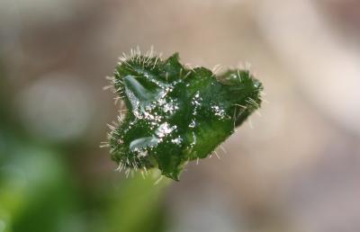 Dumortiera hirsuta (Sw.) Nees, 1833