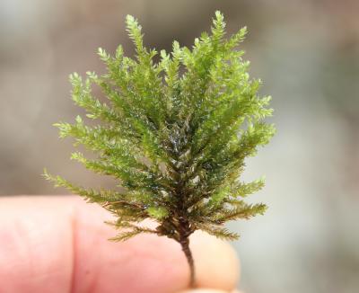  Thamnobryum alopecurum (Hedw.) Gangulee