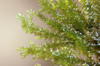  Thamnobryum alopecurum (Hedw.) Gangulee