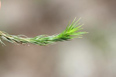  Polytrichum formosum Hedw., 1801