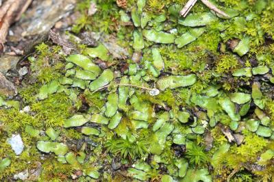  Targionia hypophylla L., 1753