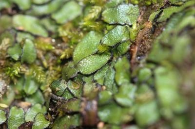  Targionia hypophylla L., 1753