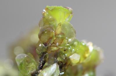  Scapania undulata (L.) Dumort., 1835