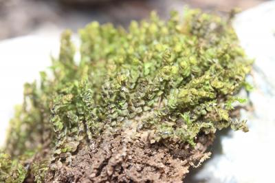  Scapania nemorea (L.) Grolle, 1963